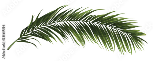 Elegant green palm leaf on white background highlighting tropical nature aesthetics.