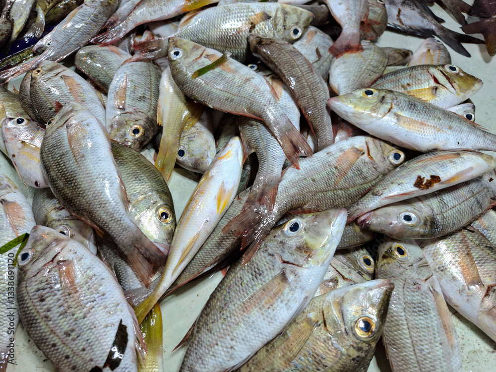 Obraz premium Lethrinus miniatus, also known as asuan fish or senoncing, is a fish from the Lethrinidae family. It can be found in coral reefs.