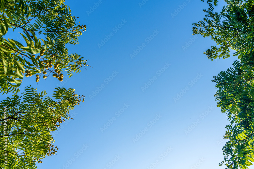 Tranquil Frame of Nature: Lush Greenery Against a Clear Blue Sky Tranquil Frame of Nature: Lush Greenery Against a Clear Blue Sky