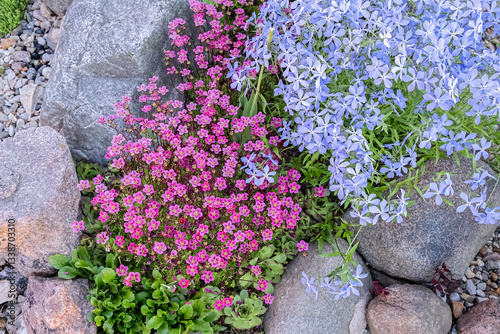 Billede på lærred Colorful Flower Arrangement in Rock Garden Setting.