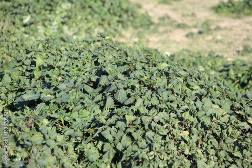 Foto Urtica pilulifera, also known as the Roman nettle, is a herbaceous annual flower