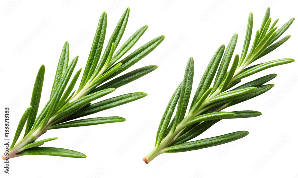 Fototapeta premium Rosemary leafs set, fresh rosemary isolated