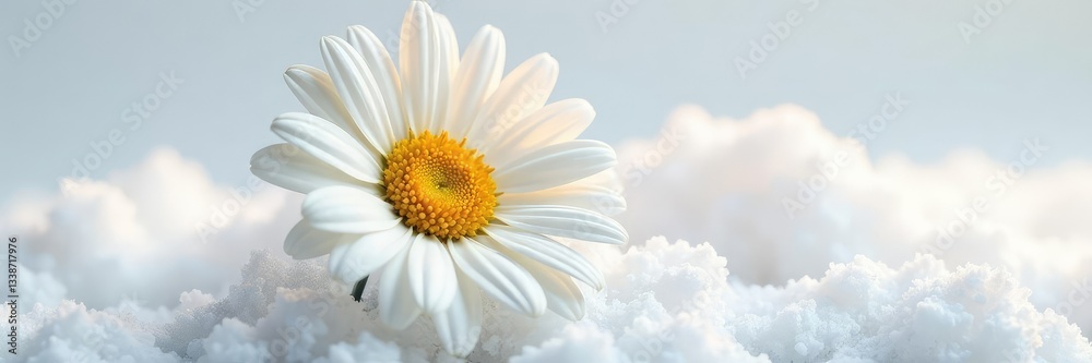 Exquisite daisy flower isolated on a snow-white surface, petals, bloom Exquisite daisy flower isolated on a snow-white surface, petals, bloom
