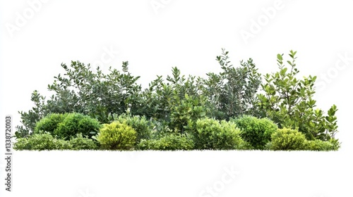 Lush green foliage arrangement with diverse plant species on a clean white backdrop ideal for landscape design and natural element compositions