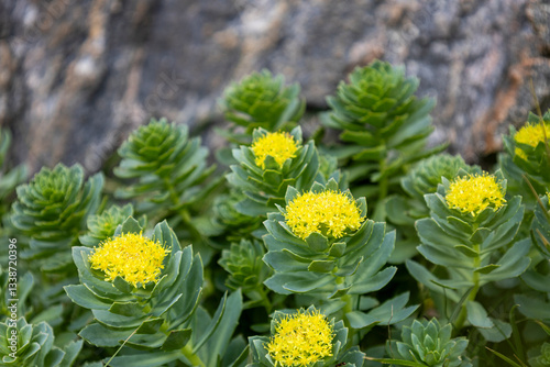 Rosenwurz am Fels in Norwegen