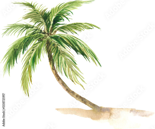 Watercolor palm tree illustration, botanical illustration. Hand painted exotic palm on transparent background