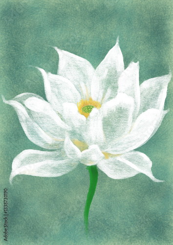 White lotus flowers blossom with isolated beauty