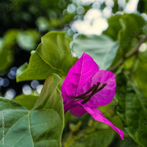 Vibrant purple bougainvillea flower in sharp focus against a green background. Petals are papery with prominent stamens visible. Surrounding the flower are green leaves, adding contrast to the scene.