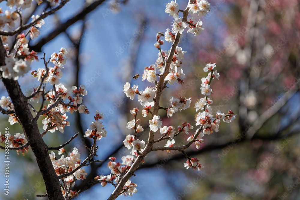 Delicate white plum blossoms adorn the branches of a tree in Japan. Set against a vibrant blue sky, sunlight filters through the petals, creating a serene early spring scene of natural beauty. Delicate white plum blossoms adorn the branches of a tree in Japan. Set against a vibrant blue sky, sunlight filters through the petals, creating a serene early spring scene of natural beauty.