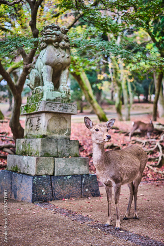 Biche de Nara, Japon