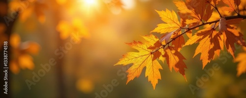 Gentle autumn breeze blows through oak leaves, branches, photograph, fall season