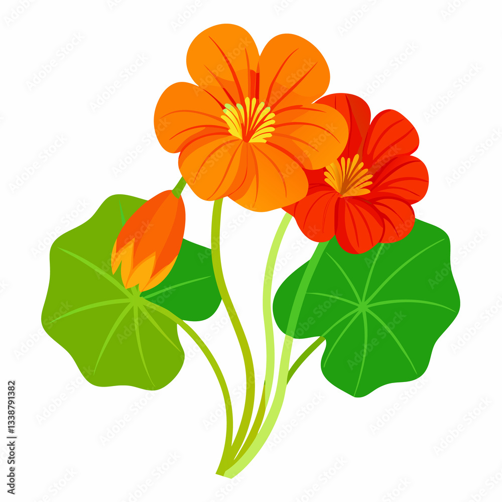 orange flower isolated on white