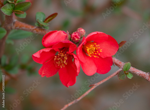 Chaenomeles japonica Japanese quince flowers in spring in Greece