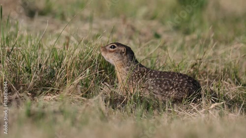 Speckled ground squirrel animal eats green grass