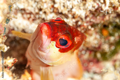 Indonesia, Raja Ampat, Goby portrait