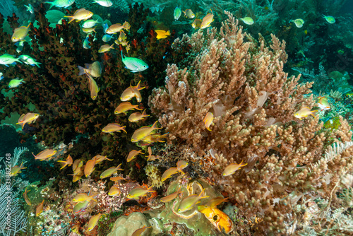 Indonesia, Raja Ampat, Coral reef and fish