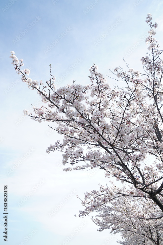 桜