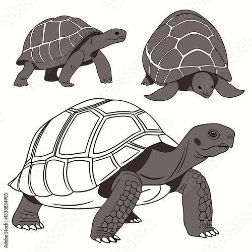 Vector art of a set of three tortoise illustrations vector design isolated on white background