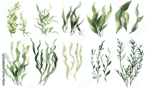 Watercolor Seaweed and Algae Vector Set for Oceanic Decoration and Design