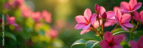 Vibrant pink flowers, green foliage, shallow depth of field, color, flower backdrop, plant