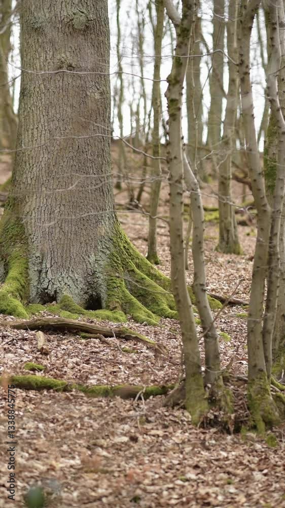 Forestscape and bare trees in a forest during autumn season, panning vertical landscape video Forestscape and bare trees in a forest during autumn season, panning vertical landscape video