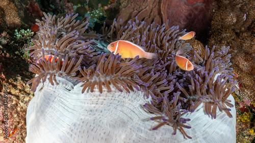 Indonesia, Raja Ampat, Pink Skunk Anemonefish, Clownfish (Amphiprion perideraion) in Sea Anemone (Heteractis magnifica) photo