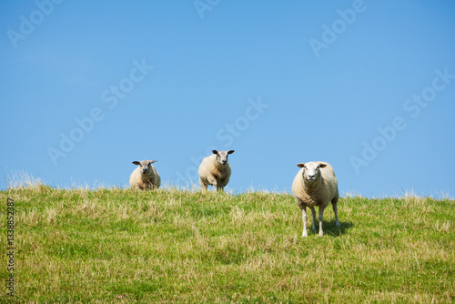 Foto Three sheep crossing a dyke