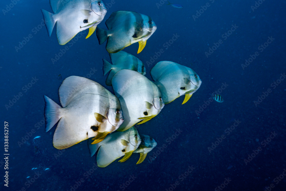 Obraz premium Indonesia, Raja Ampat, Longfin Batfish (Platax teira)