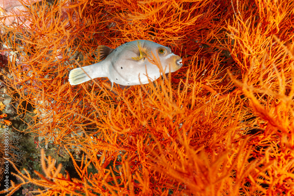 Obraz premium Indonesia, Raja Ampat, Blackspotted Puffer (Arothron nigropunctatus)