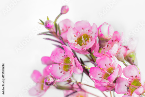 Flowers background Chamelaucium Early Pink - waxflower. Selective focus