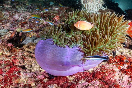 Indonesia, Raja Ampat, Pink Skunk Anemonefish, Clownfish (Amphiprion perideraion) in Sea Anemone (Heteractis magnifica) photo