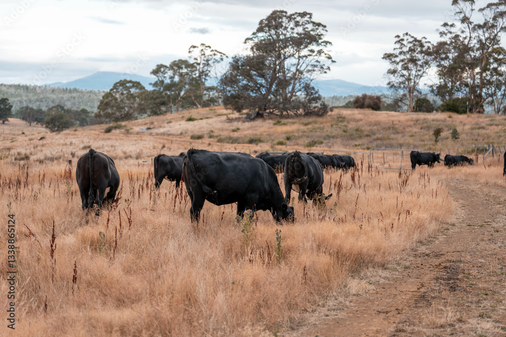Fototapeta premium black wagyu beef cow on a farm. beautiful cattle in Australia eating grass, grazing on pasture. Herd of cows free range beef being regenerative raised on an agricultural farm. Sustainable farming