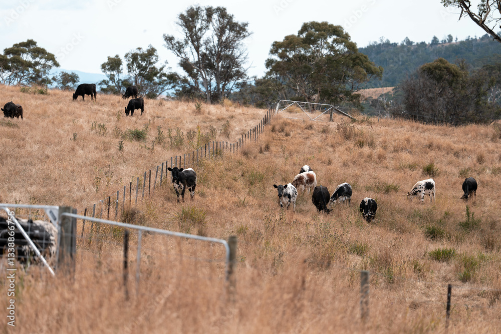 Obraz premium black wagyu beef cow on a farm. beautiful cattle in Australia eating grass, grazing on pasture. Herd of cows free range beef being regenerative raised on an agricultural farm. Sustainable farming