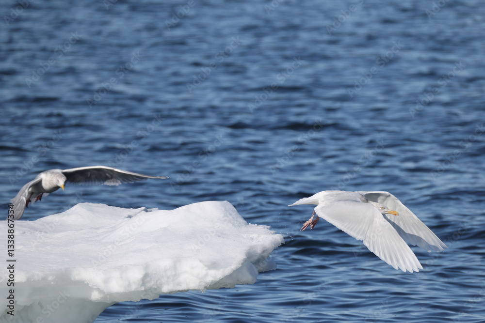 The glaucous gull (Larus hyperboreus hyperboreus) is a large gull, the second-largest gull in the world. This photo was taken in Japan. The glaucous gull (Larus hyperboreus hyperboreus) is a large gull, the second-largest gull in the world. This photo was taken in Japan.