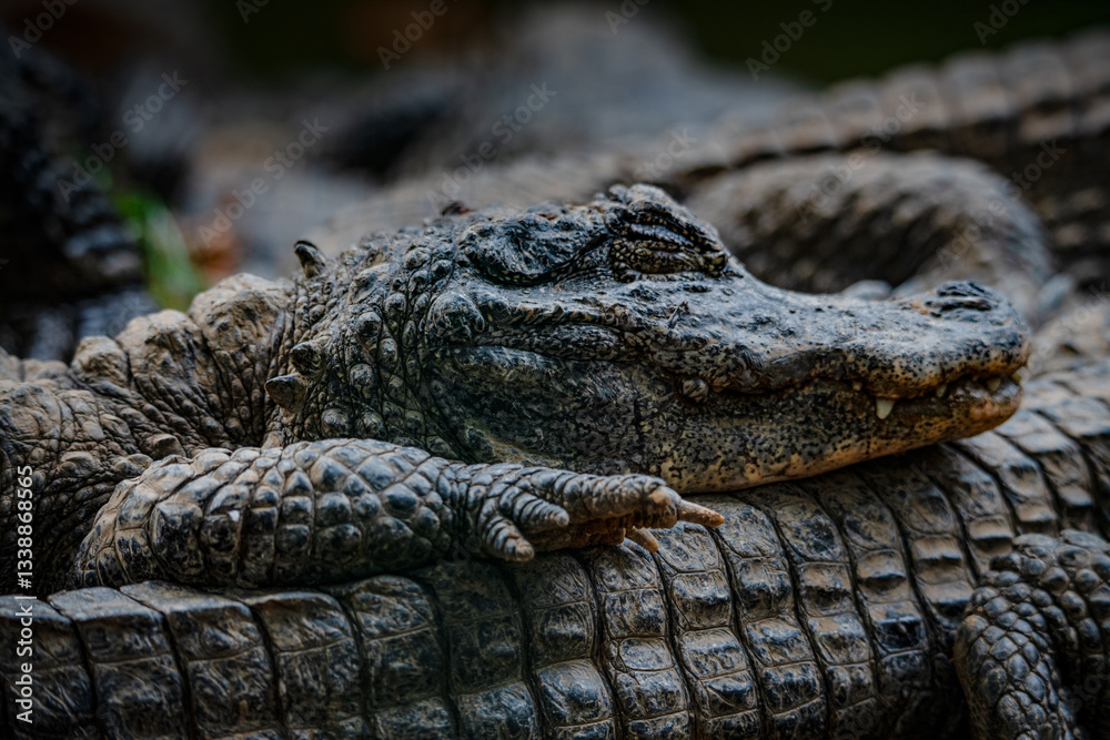 Fototapeta premium Chinese alligator in different poses