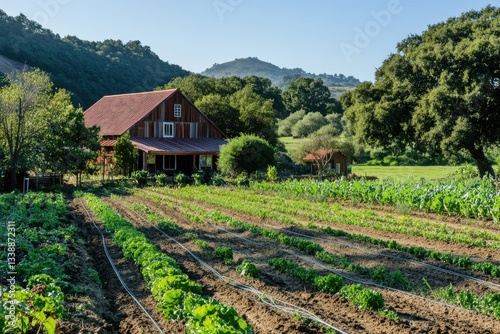 Obraz na płótnie A drip irrigation system watering rows of vegetables on a regenerative farm w salonie