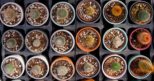 Tiny cacti of different species in small round multi-colored pots. Top view. Garden Center