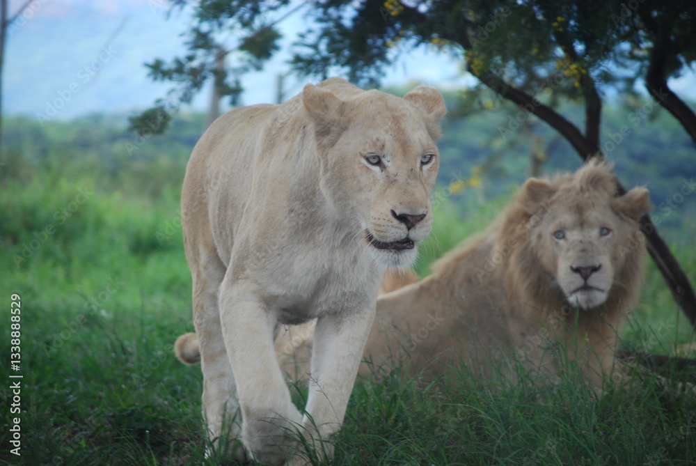 Fototapeta premium Lion