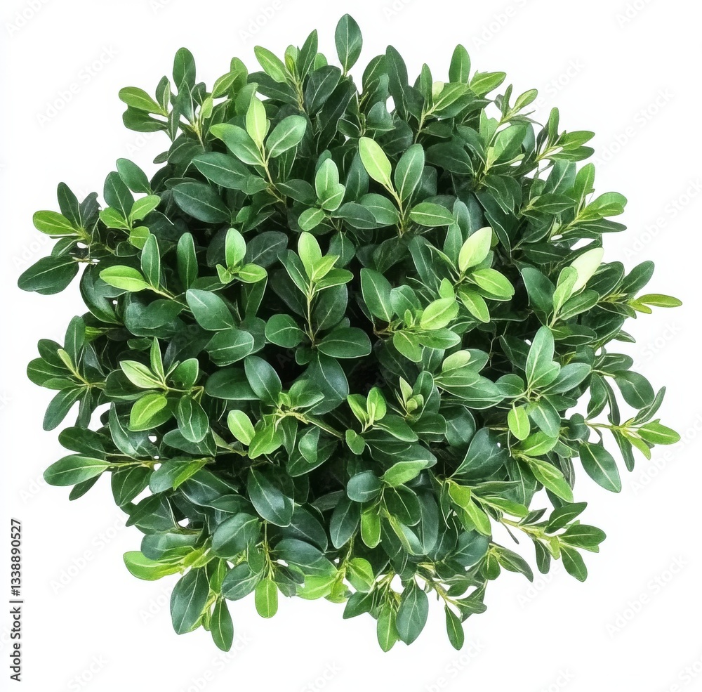 Fototapeta premium Aerial View of Lush Green Foliage, Circular Composition, Top View, Plant Image Foliage, Greenery