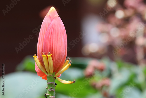 Pink blossom banana flower blooming in nature 
