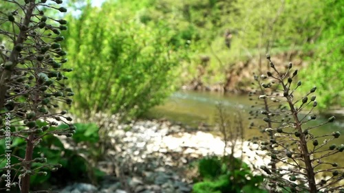 Exploring the serenity of Moravica River in Serbia surrounded by lush greenery and vibrant nature