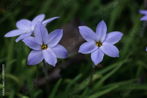 星形をした花