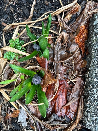 New garden buds
