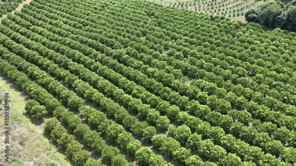 ARVORES DE LARANJA