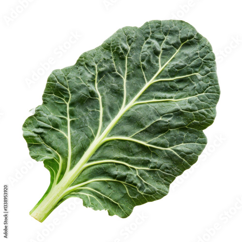 cabbage leaf isolated on white background