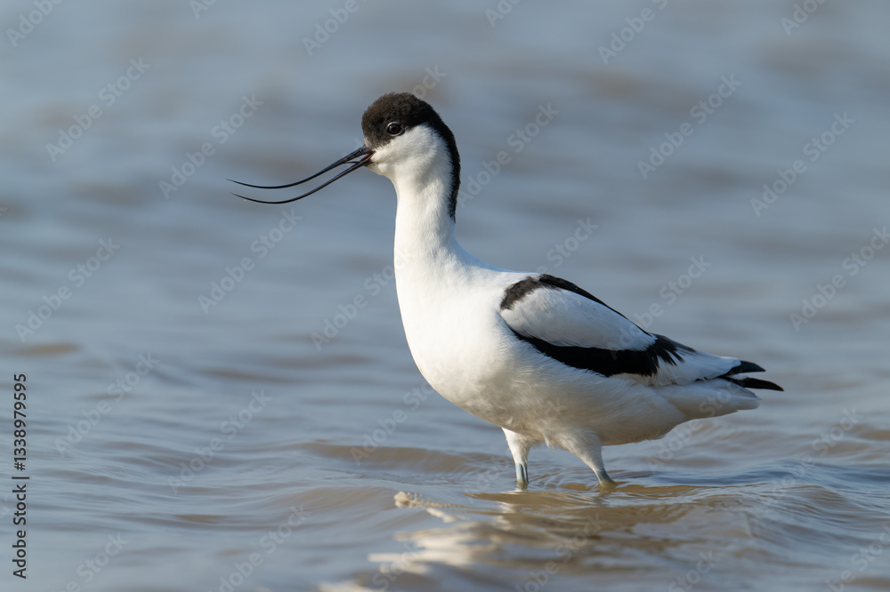 Elegant Avocet Wader in Shallow Waters