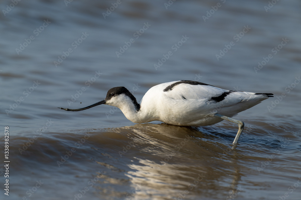 Obraz premium Elegant Avocet Wader in Shallow Waters