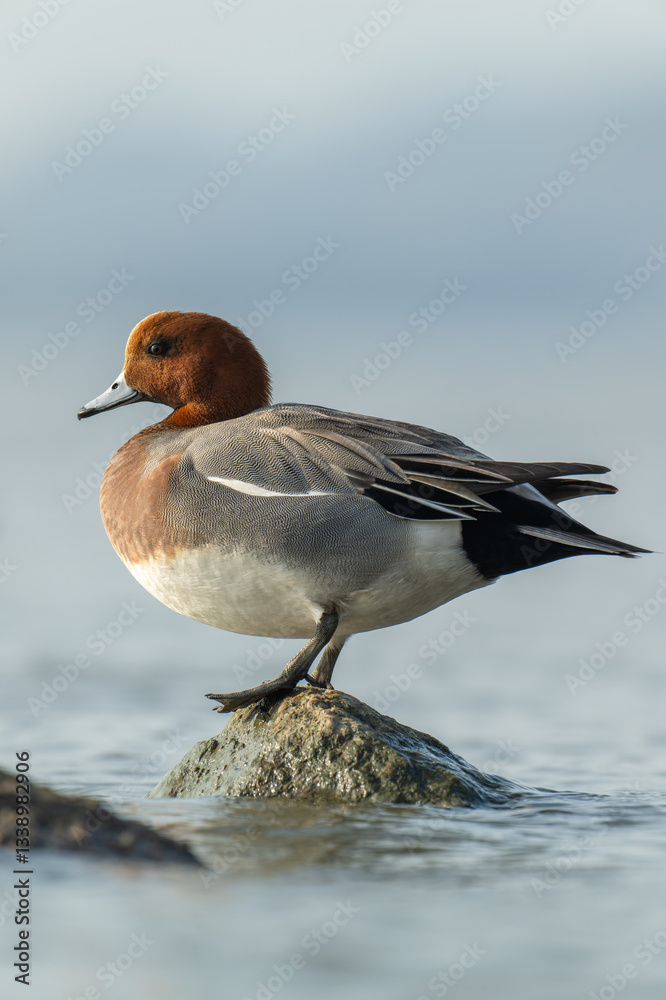 Eurasian Wigeon Drake Perched on Rock in Golden Light