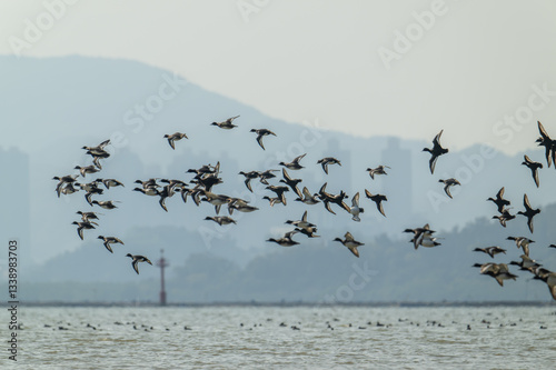 Wallpaper Mural Flock of Wigeons in Flight Over Misty Mountain Lake Torontodigital.ca