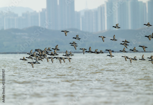 Wallpaper Mural Urban Wildlife: Duck Flock Flying Over City Reservoir. Hong Kong city in background. Torontodigital.ca